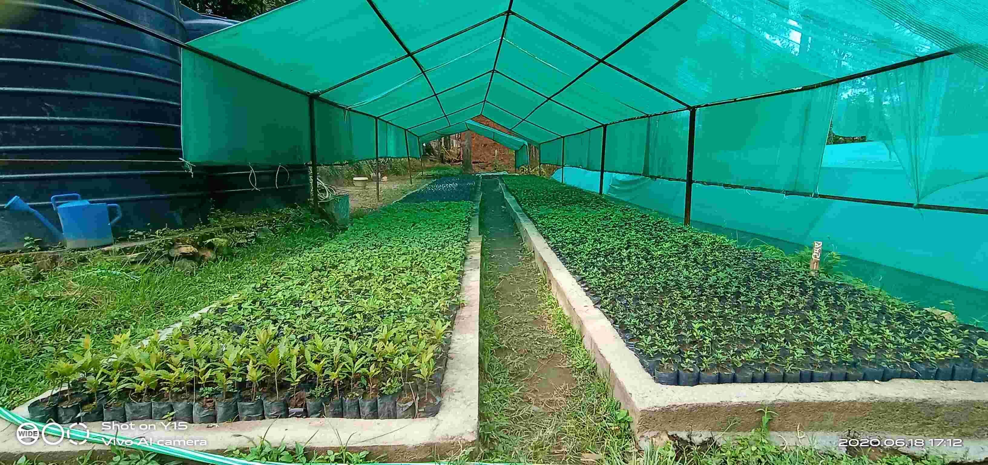 बिरुवा नर्सरी।